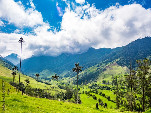 Fototapeta Beautiful day hiking scenery of Valle del Cocora in Salento, Colombia