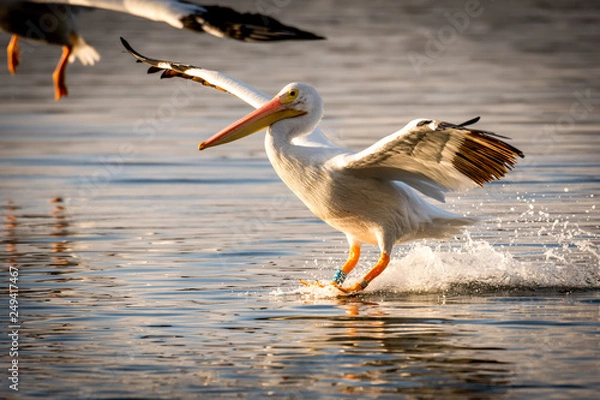 Obraz brown pelican on the beach