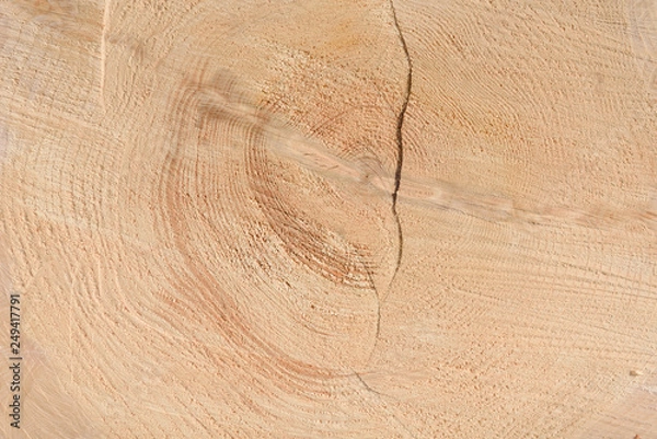Fototapeta The texture of the end of the tree. Saw cut wood close up. Rough-wood on floors. Wood background.