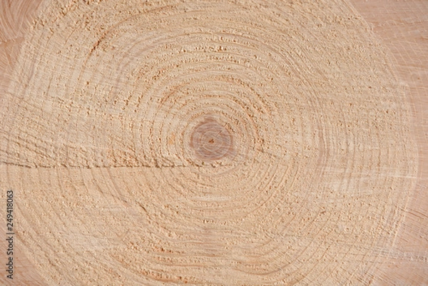 Fototapeta The texture of the end of the tree. Saw cut wood close up. Rough-wood on floors. Wood background.