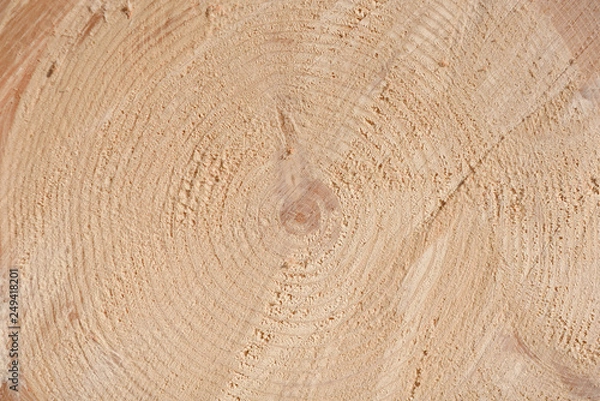 Fototapeta The texture of the end of the tree. Saw cut wood close up. Rough-wood on floors. Wood background.