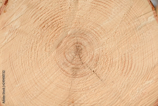 Fototapeta The texture of the end of the tree. Saw cut wood close up. Rough-wood on floors. Wood background.