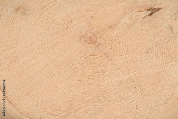 Fototapeta The texture of the end of the tree. Saw cut wood close up. Rough-wood on floors. Wood background.