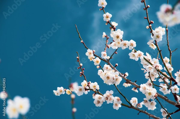 Obraz 梅の木と青空