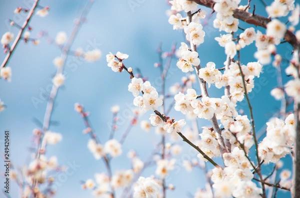 Obraz 梅の木と青空