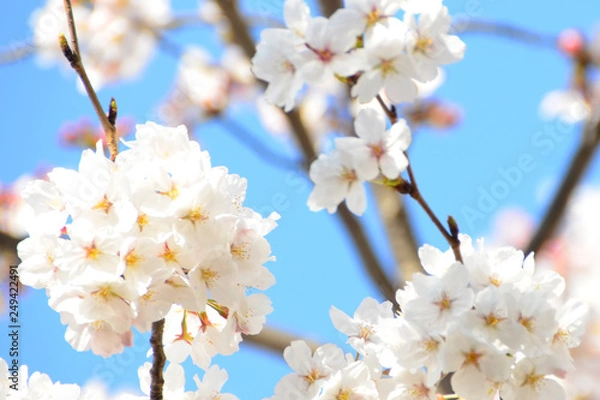 Fototapeta 青空と満開の桜