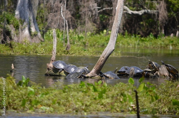 Fototapeta Another Shell Station