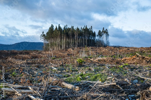 Obraz Forestry logging Tasmania