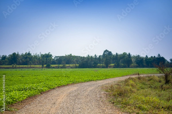 Fototapeta road field countryside