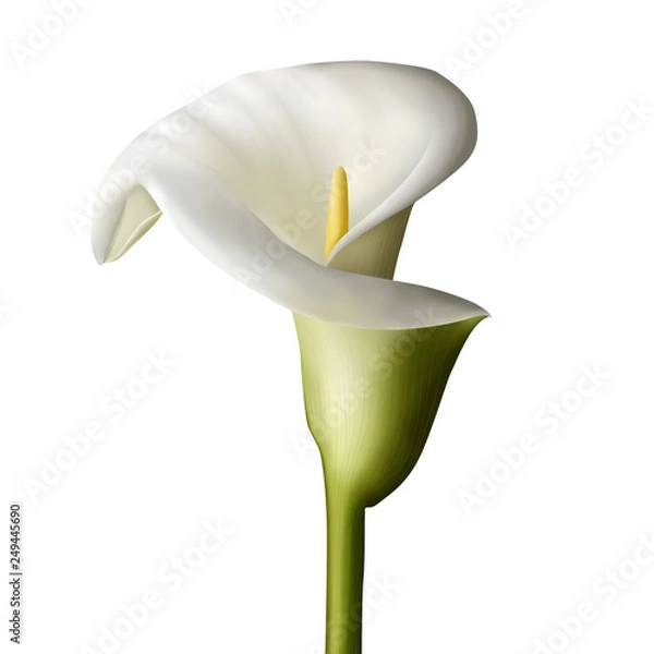 Obraz kwiat lilii calla na białym tle