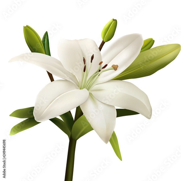 Obraz lily isolated on white background