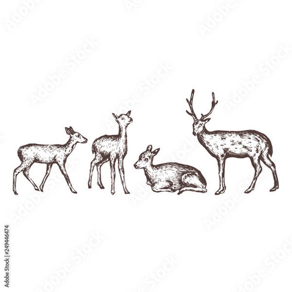 Obraz deer hand drawn illustration