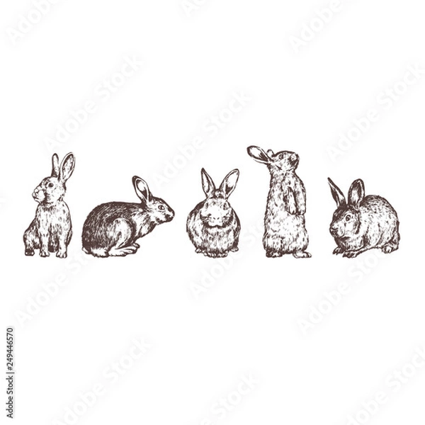 Obraz Rabbit hand drawn illustration