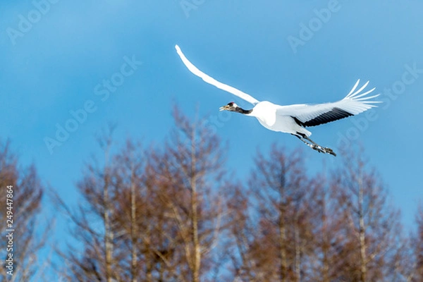 Obraz The Red-crowned Crane
