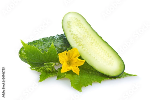 Obraz Green cucumber vegetable isolated