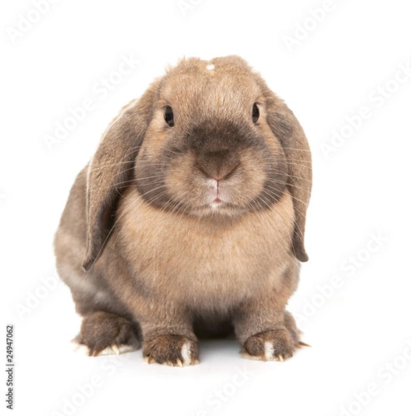 Fototapeta Dwarf lop-eared rabbit breeds Ram.