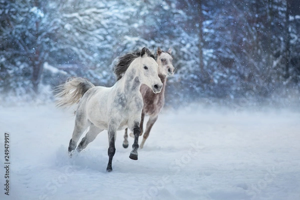 Obraz Grey arabian horses run gallop in snow