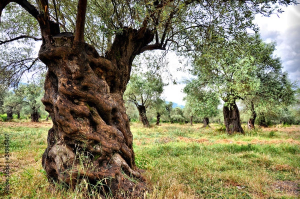 Obraz Zeytin Ağacı