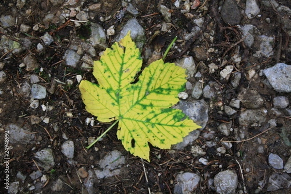 Obraz Blatt am Boden