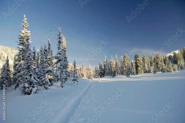 Obraz winter forest in mountains, ski-track