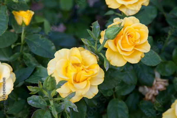 Fototapeta Beautiful yellow rose bush growing in the garden.