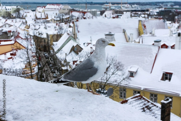 Obraz winter photo with a seagull. Seagull on the background of the streets of Tallinn. A closeup of a white sea gull that poses. Unusual beautiful photo. Gray wings and white torso.