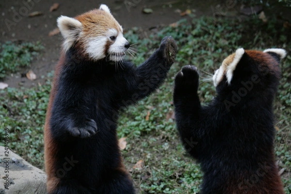 Fototapeta じゃれ合うレッサーパンダ
