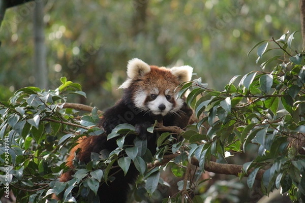 Fototapeta レッサーパンダ