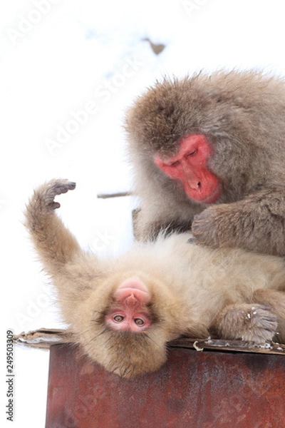 Fototapeta 毛づくろいをするニホンザル（Snow Monkey）