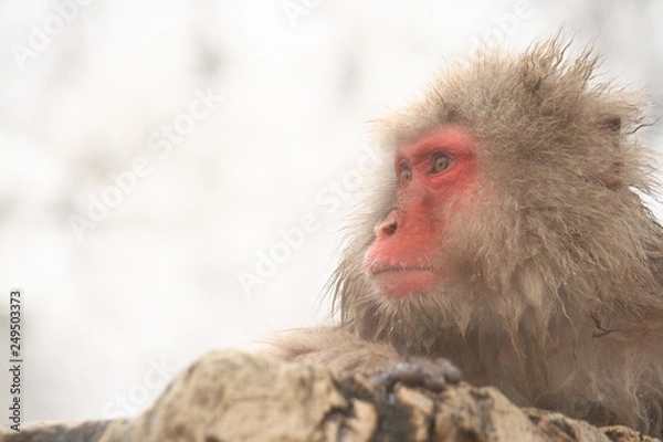 Fototapeta ニホンザル（snow monkey）