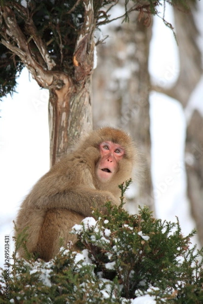 Fototapeta 木の上のニホンザル（Snow Monkey）