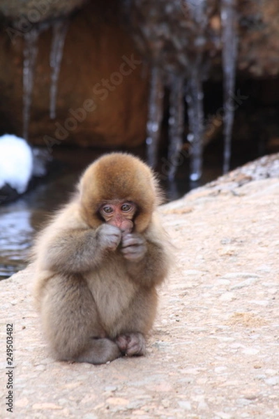 Fototapeta ニホンザルの子供（SNOW MONKEY）