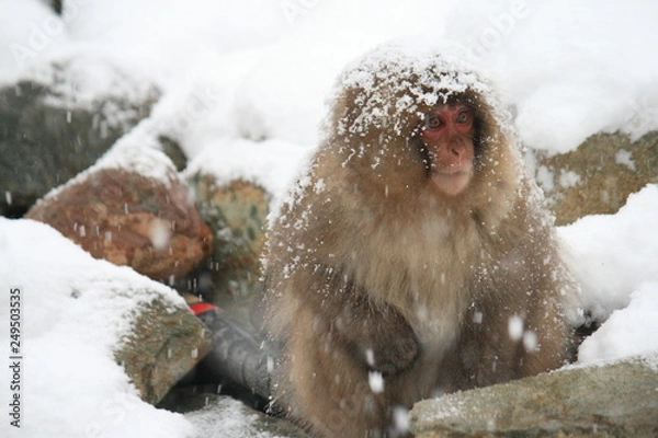 Fototapeta 雪の中のニホンザル（snow monkey）