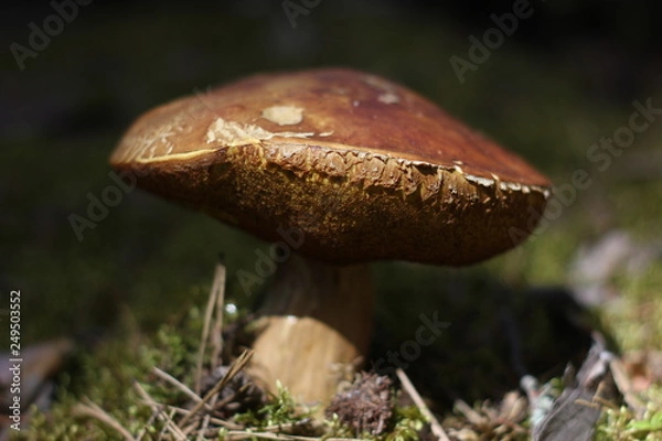 Obraz mushroom