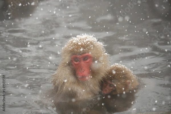 Fototapeta 温泉に入るニホンザル親子（Snow Monkey）
