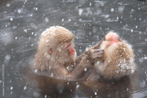 Fototapeta 温泉に入るニホンザル（Snow Monkey）