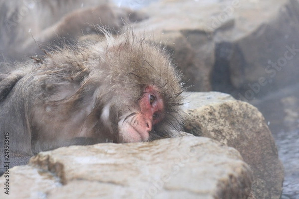 Fototapeta 温泉に入るニホンザル（snow monkey）
