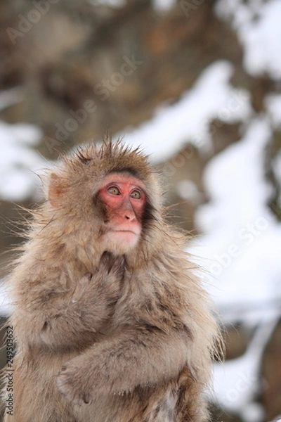 Fototapeta 雪の中のニホンザル（Snow Monkey）
