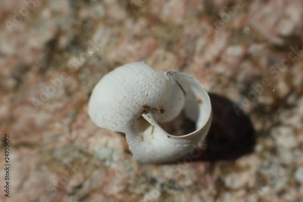 Fototapeta broken snail house