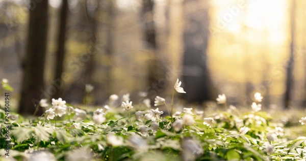Fototapeta Anemone nemorosa, buttercup flower close up in a forest in Helsingborg, Sweden early morning during sunrise with dew and water on the flowers.