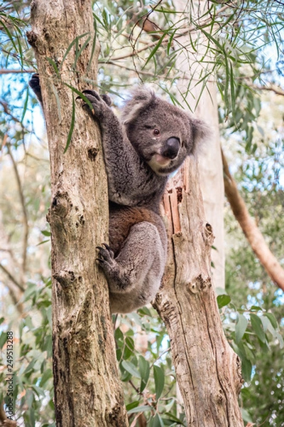 Obraz Wild koala climbing up a tree in Adelaide Hills, South Australia