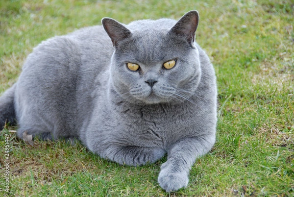 Obraz Kartäuserkatze