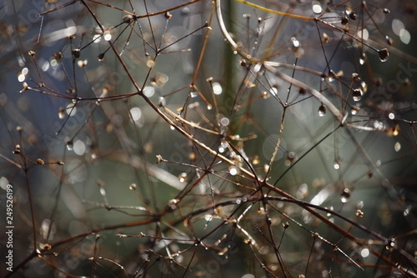 Obraz Licht und Schattenspiel von Wassertropfen als kontrastreiche abstrakte Silhouette am Zweig einer Pflanze 