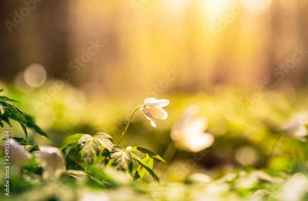 Fototapeta Anemone nemorosa, buttercup flower in a forest an early morning sunrise with dew and water on the flowers.