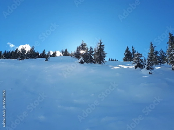 Obraz winter mountain landscape with snowy trees and snow