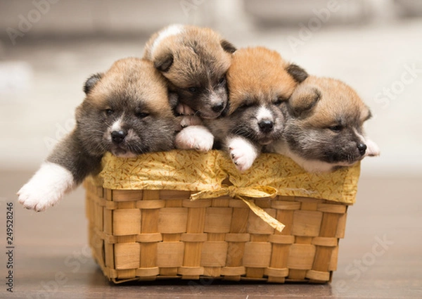 Obraz puppies in basket