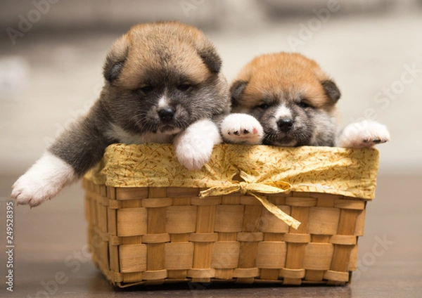 Obraz two puppies in basket