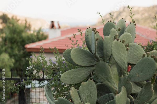 Obraz Cacti on the Mediterranean coast