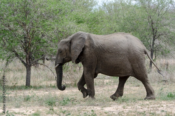 Fototapeta Éléphant d'Afrique, Loxodonta africana, Parc national Kruger, Afrique du Sud