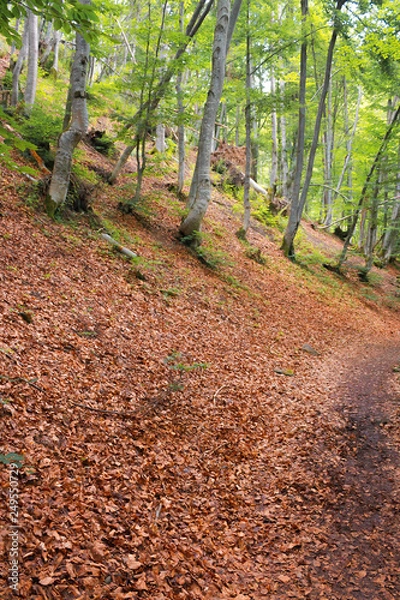 Fototapeta path in the forest on hill in fallen foliage. beautiful summer scenery